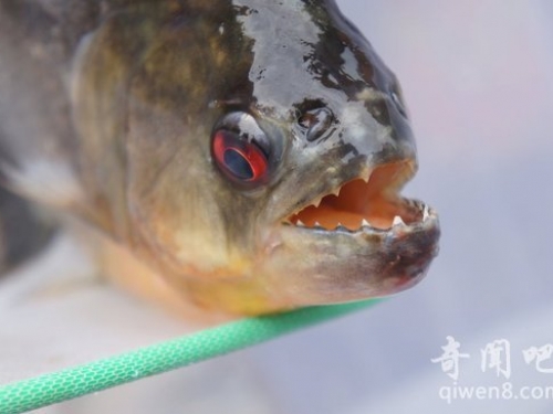 广西柳州惊现食人鱼 食人鱼来自哪里