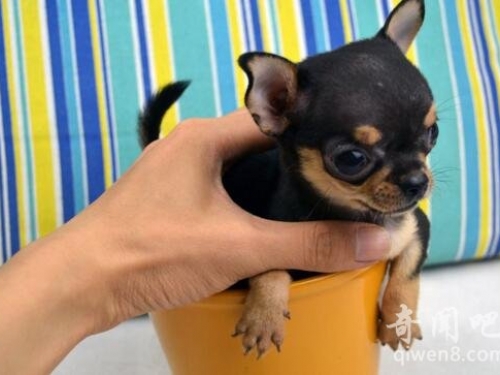 六种世界上最小的狗！可爱得不要不要的！